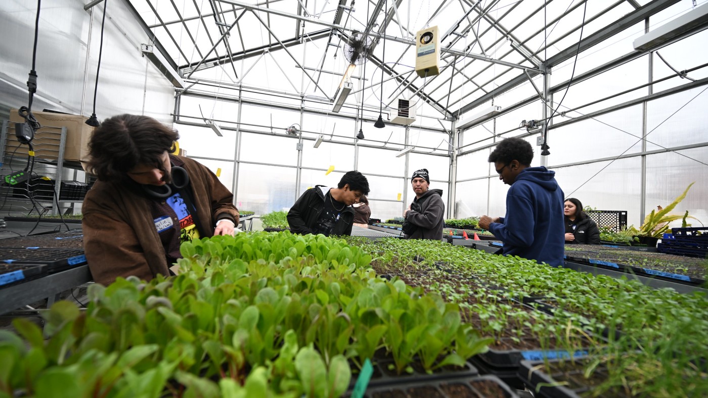 Students explore crops growing at an neighborhood farm in Chicago.