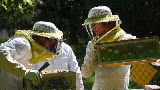 Beekeepers and beehives